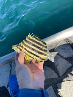 カゴカキダイの釣果