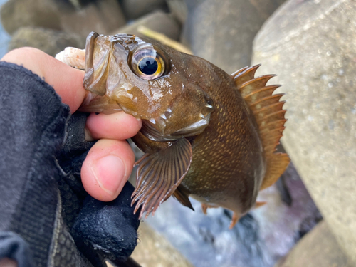 エゾメバルの釣果