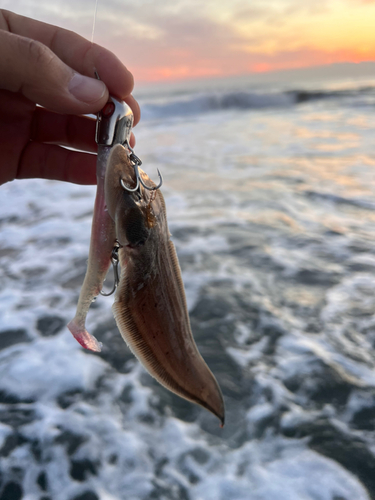 シタビラメの釣果