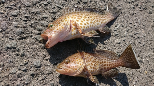 オオモンハタの釣果