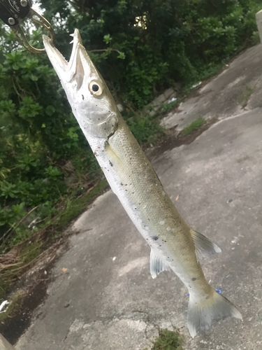 オニカマスの釣果