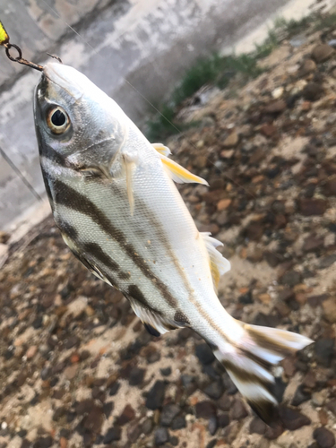 コトヒキの釣果