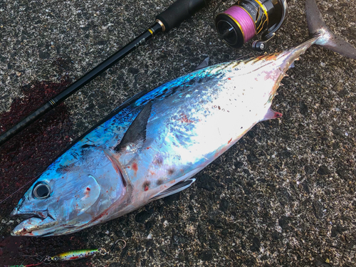 ソウダガツオの釣果