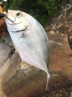 ロウニンアジの釣果