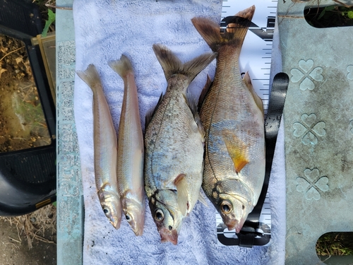 ウミタナゴの釣果