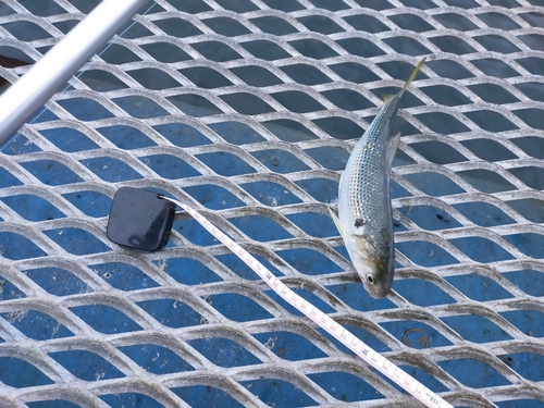 コノシロの釣果