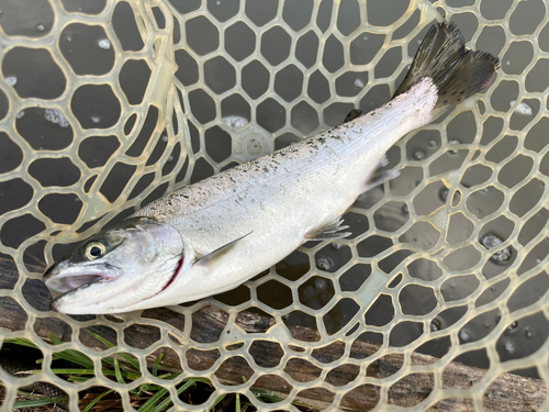 サクラマスの釣果