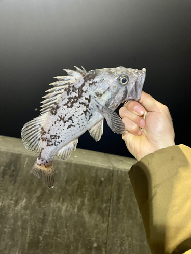 クロソイの釣果