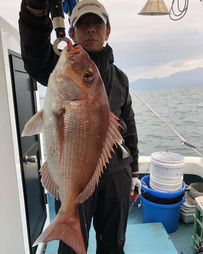 マダイの釣果