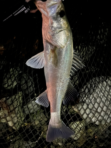 タイリクスズキの釣果