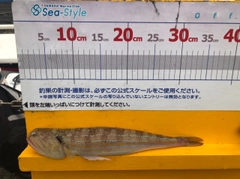 カワハギの釣果