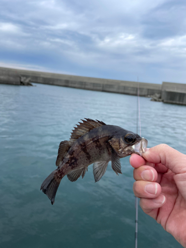 キジハタの釣果