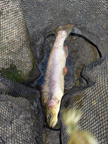 ニジマスの釣果