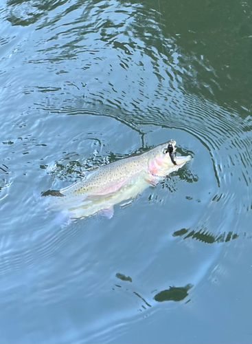 ニジマスの釣果