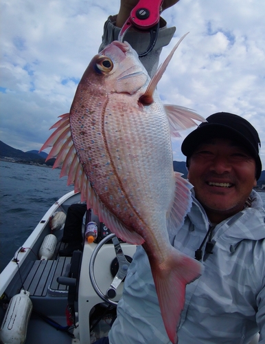 マダイの釣果