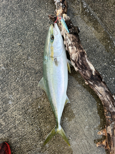 ハマチの釣果