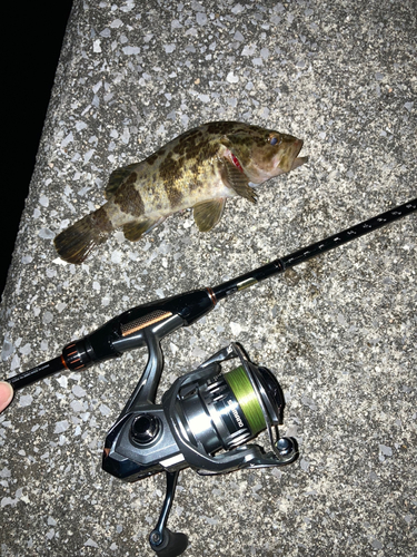 タケノコメバルの釣果