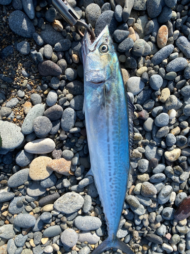 サゴシの釣果