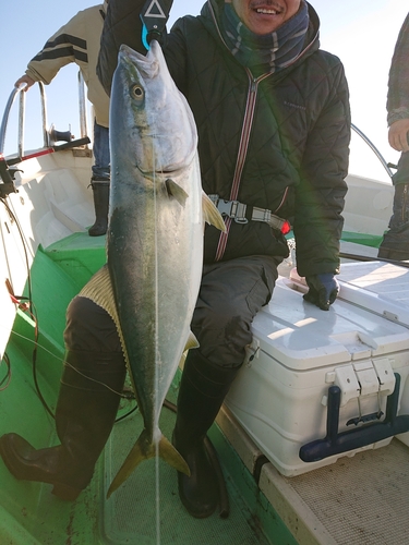 ブリの釣果