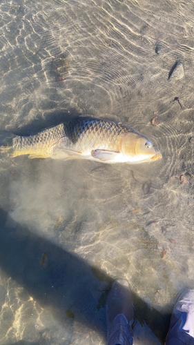 コイの釣果