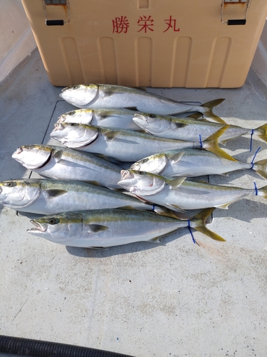 ブリの釣果