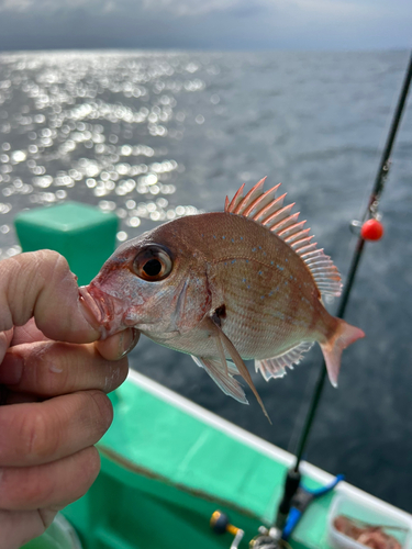 マダイの釣果