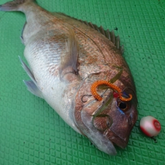 タイの釣果