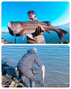 スズキの釣果