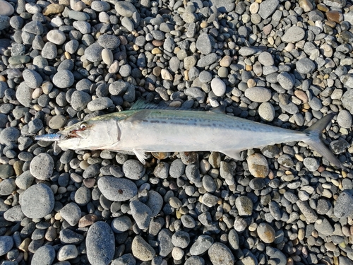 サゴシの釣果