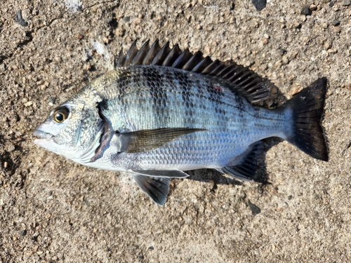 チヌの釣果