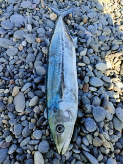 サゴシの釣果