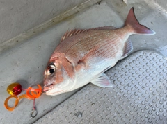 マダイの釣果