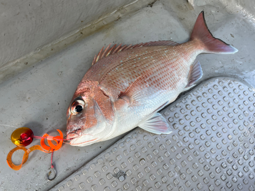 マダイの釣果