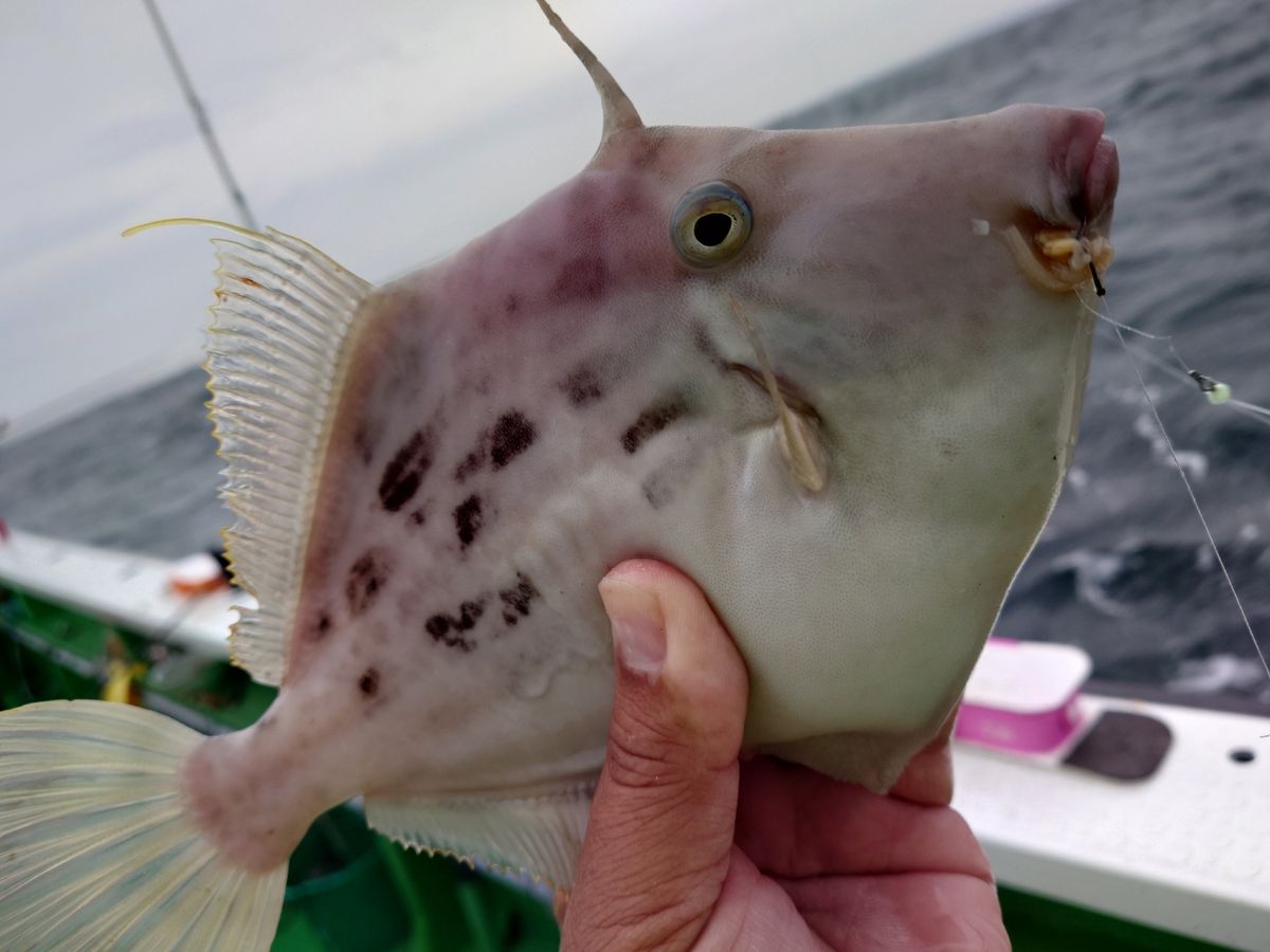 ピストン西村さんの釣果 2枚目の画像