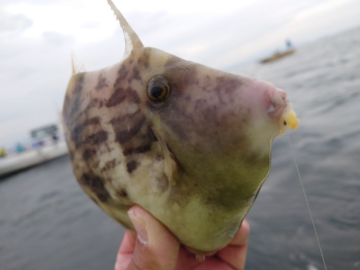 ピストン西村さんの釣果 3枚目の画像