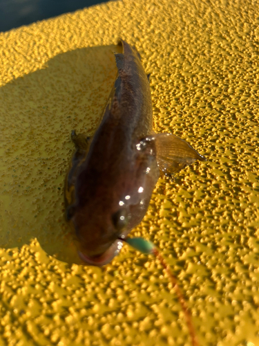 ハゼの釣果