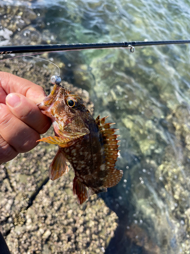 アラカブの釣果