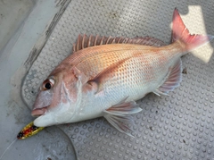 マダイの釣果