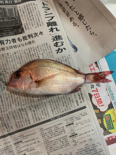 マダイの釣果