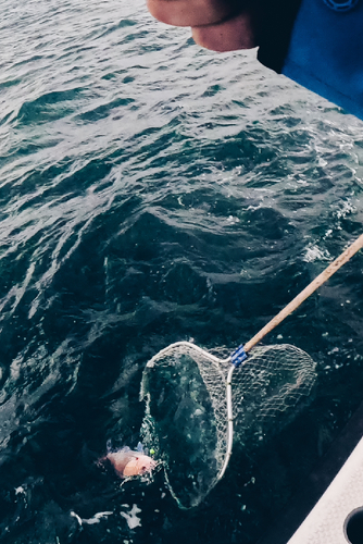 マダイの釣果