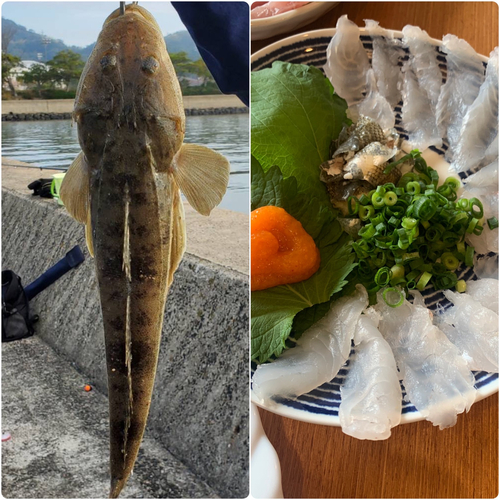 マゴチの釣果