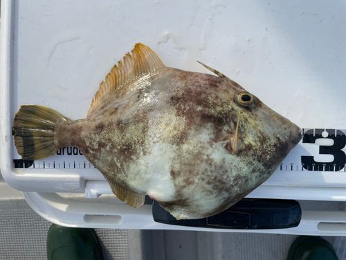 カワハギの釣果