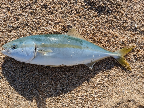 ハマチの釣果