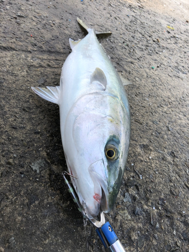 メジロの釣果