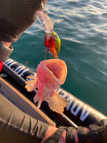 シロブチハタの釣果