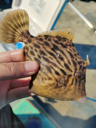 カワハギの釣果