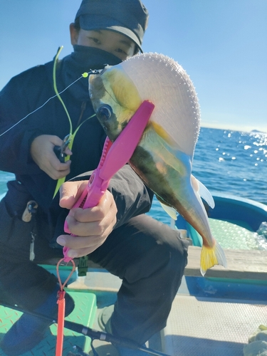 フグの釣果