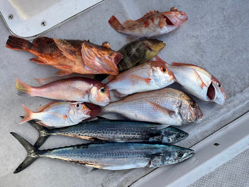 マダイの釣果