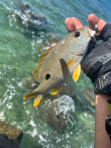 イッテンフエダイの釣果