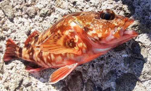 カサゴの釣果